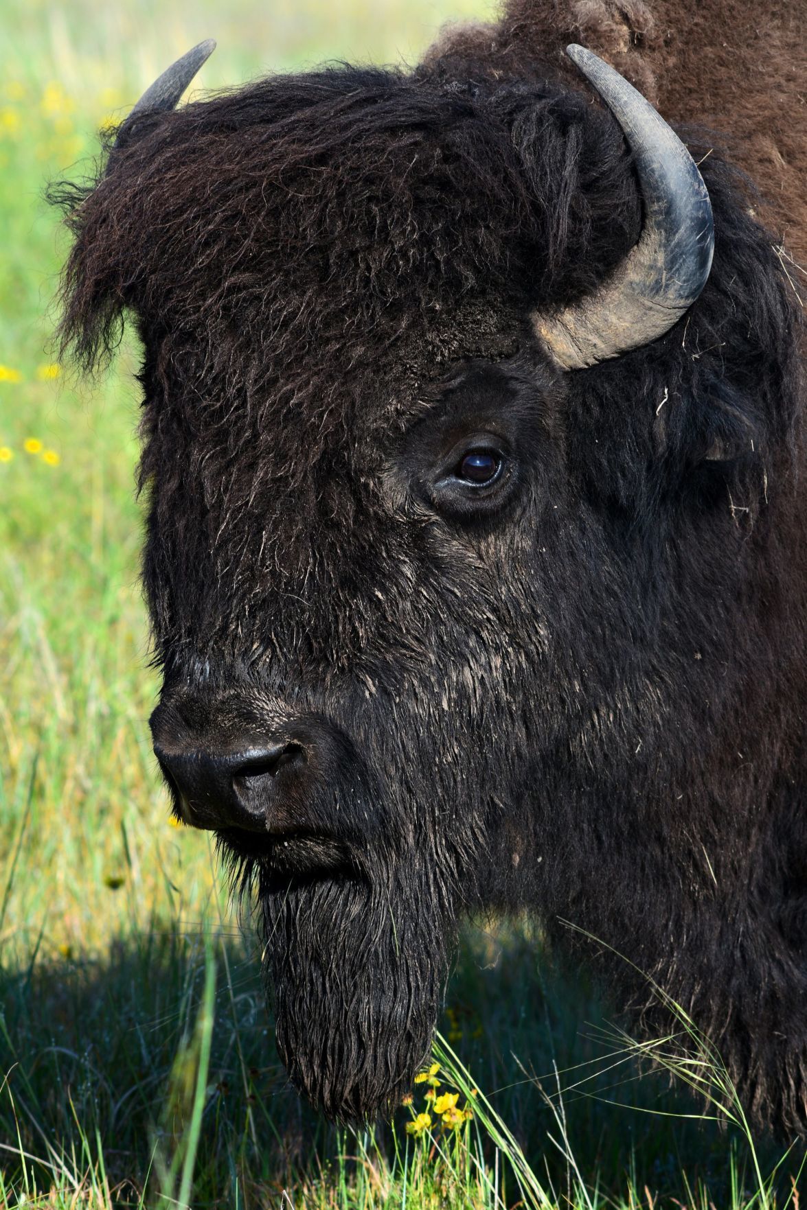 20190714_new_sandhills_pic1
